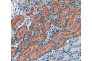 IHC-P analysis of kidney tissue, with DAB staining. (GCLC anticorps  (AA 435-636))