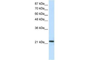HMG1L10 antibody (20R-1115) used at 0. (HMG1L10 anticorps  (C-Term))