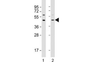 Western blot testing of human 1) A549 and 2) HepG2 cell lysate with APOL3 antibody at 1:2000. (APOL3 anticorps  (AA 57-90))