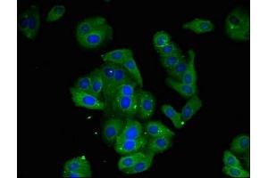 Immunofluorescent analysis of HepG2 cells using ABIN7168522 at dilution of 1:100 and Alexa Fluor 488-congugated AffiniPure Goat Anti-Rabbit IgG(H+L)