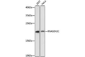 Western blot analysis of extracts of various cell lines, using RNASEH2C antibody. (RNASEH2C anticorps  (AA 1-164))