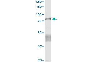 Immunoprecipitation of CTNNAL1 transfected lysate using anti-CTNNAL1 MaxPab rabbit polyclonal antibody and Protein A Magnetic Bead , and immunoblotted with CTNNAL1 purified MaxPab mouse polyclonal antibody (B01P) .