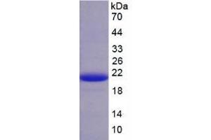 SDS-PAGE analysis of Pig AMH Protein. (AMH Protéine)