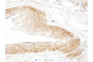 Immunohistochemistry (IHC) image for anti-Junctional Adhesion Molecule 3 (JAM3) (AA 260-310) antibody (ABIN7454958)
