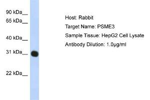anti-PSME3 (PSME3) (N-Term) antibody