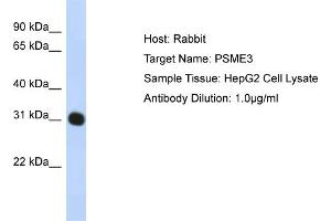 WB Suggested Anti-PSME3 Antibody Titration:  1 ug/ml  Positive Control:  HepG2 cell lysate PSME3 is strongly supported by BioGPS gene expression data to be expressed in Human HepG2 cells (PSME3 anticorps  (N-Term))