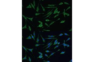 Immunofluorescence analysis of L929 cells using  Polyclonal Antibody (ABIN3021769, ABIN3021770, ABIN3021771 and ABIN6215837) at dilution of 1:100 (40x lens). (ARHGAP25 anticorps  (AA 1-370))
