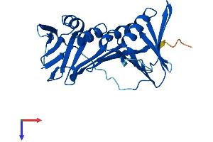 AlphaFold protein structure predicition of Human Recombinant PCNA Protein, UniprotID P12004