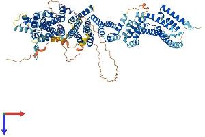 AlphaFold protein structure predicition of Mouse Recombinant Nup107 Protein, UniprotID Q8BH74