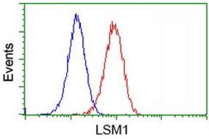 Image no. 9 for anti-LSM1 Homolog, U6 Small Nuclear RNA Associated (LSM1) antibody (ABIN1499210)