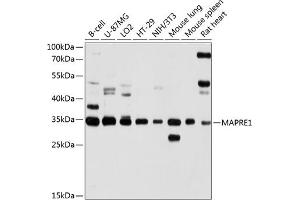 Western blot analysis of extracts of various cell lines, using M antibody (ABIN1679634, ABIN3016320, ABIN3016321 and ABIN6219721) at 1:1000 dilution. (MAPRE1 anticorps  (AA 134-268))