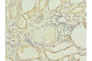 Immunohistochemistry of paraffin-embedded human kidney tissue using ABIN7163641 at dilution of 1:100 (PLEKHA8 anticorps  (AA 1-300))