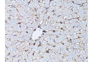 Western blot analysis of extracts of NIH/3T3 cells, using β-actin antibody. (beta Actin anticorps)