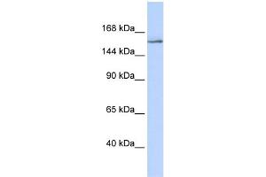 WB Suggested Anti-NCOA3 Antibody Titration:  0. (NCOA3 anticorps  (Middle Region))