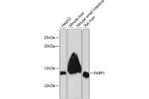 Western blot analysis of extracts of various cell lines, using F Rabbit mAb (ABIN7267150) at 1:1000 dilution. (FABP1 anticorps)