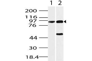 Image no. 1 for anti-Heat Shock Protein 90kDa beta (Grp94), Member 1 (HSP90B1) (AA 420-700) antibody (ABIN5027240) (GRP94 anticorps  (AA 420-700))