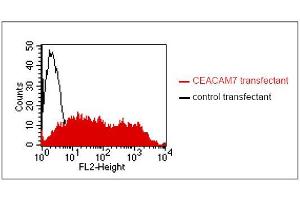 FACS analysis of BOSC23 cells using BAC2. (CEACAM7 anticorps)