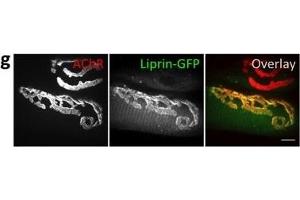 Liprin-α-1 localizes to Z-discs and NMJs in skeletal muscles.