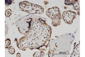anti-Zinc Finger and SCAN Domain Containing 29 (ZSCAN29) (AA 101-199) antibody
