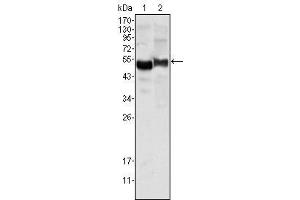 Western Blot showing AAT antibody used against human plasma (1) and NIH/3T3 cell lysate (2). (AAT anticorps)