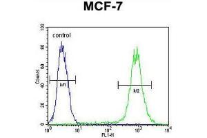 FGF9 Antibody (N-term) flow cytometric analysis of MCF-7 cells (right histogram) compared to a negative control cell (left histogram).