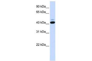 SMYD5 antibody used at 0. (SMYD5 anticorps  (C-Term))