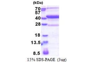 SDS-PAGE (SDS) image for Methionyl Aminopeptidase Type 1D (Mitochondrial) (METAP1D) (AA 20-335) protein (His tag) (ABIN5853425) (MAP1D Protein (AA 20-335) (His tag))