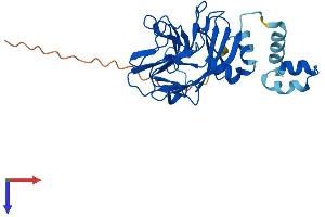 AlphaFold protein structure predicition of Human Recombinant SPSB4 Protein, UniprotID Q96A44