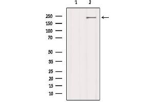 Western blot analysis of extracts from 3t3, using LRP4 Antibody. (LRP4 anticorps  (N-Term))