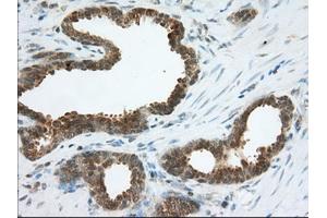 Immunohistochemistry (IHC) image for anti-Acetyl-CoA Acetyltransferase 2 (ACAT2) antibody (ABIN1496402) (ACAT2 anticorps)