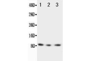Western Blotting (WB) image for anti-Chemokine (C-X3-C Motif) Ligand 1 (CX3CL1) (AA 50-64), (N-Term) antibody (ABIN3042715) (CX3CL1 anticorps  (N-Term))