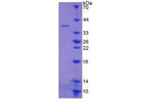 SDS-PAGE analysis of Mouse Secretogranin II Protein.