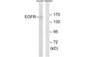 Western blot analysis of extracts from HUVEC cells, using EGFR (epitope around residue 1026) antibody. (EGFR anticorps  (Ser1026))