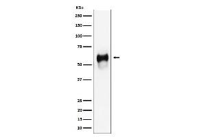 Western blot analysis of CD58 expression in Raji cell lysate.