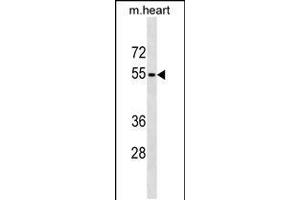 Western blot analysis in mouse heart tissue lysates (35ug/lane). (RHCG anticorps  (AA 184-213))
