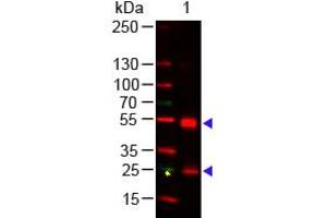 Western Blot - Rat IgG (H&L) Antibody 649 Conjugated Western Blot of Goat anti-Rat IgG (H&L) Antibody 649 Conjugated Lane 1: Rat IgG Load: 50 ng per lane Secondary antibody: Rat IgG (H&L) Antibody 649 Conjugated at 1:1,000 for 60 min at RT Block: ABIN925618 for 30 min at RT Predicted/Observed size: 55 and 28 kDa, 55 and 28 kDa (Chèvre anti-Rat IgG Anticorps (DyLight 649) - Preadsorbed)
