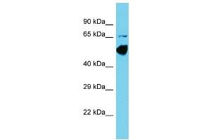 Host: Rabbit Target Name: CCDC41 Sample Type: COLO205 Whole Cell lysates Antibody Dilution: 1. (CCDC41 anticorps  (N-Term))