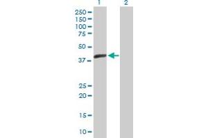 Western Blot analysis of ACTL7B expression in transfected 293T cell line by ACTL7B MaxPab polyclonal antibody.