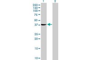 Western Blot analysis of SUGT1 expression in transfected 293T cell line by SUGT1 MaxPab polyclonal antibody.