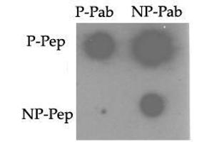 Image no. 1 for anti-TRAF2 and NCK Interacting Kinase (TNIK) (pSer764) antibody (ABIN358244) (TNIK anticorps  (pSer764))