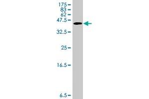 Western Blot detection against Immunogen (37.