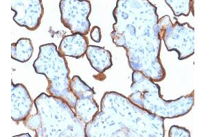 Formalin-fixed, paraffin-embedded human Placenta stained with CD71 Mouse Monoclonal Antibody (TFRC/1839). (Transferrin Receptor anticorps  (AA 94-212))