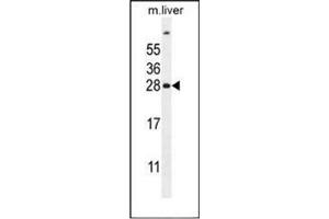 Western blot analysis of FAT10 Antibody (C-term) in mouse liver tissue lysates (35ug/lane). (UBD anticorps  (C-Term))