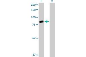Western Blot analysis of STAT5A expression in transfected 293T cell line by STAT5A MaxPab polyclonal antibody. (STAT5A anticorps  (AA 1-794))