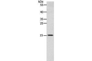 Western Blot analysis of Human fetal brain tissue using CST3 Polyclonal Antibody at dilution of 1:2400 (CST3 anticorps)