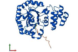 AlphaFold protein structure predicition of Human Recombinant DUS4L Protein, UniprotID O95620