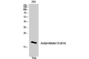 Western Blotting (WB) image for anti-Histone 3 (H3) (H3K14ac) antibody (ABIN3179367) (Histone 3 anticorps  (H3K14ac))