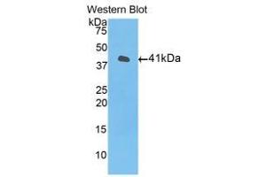 Western blot analysis of the recombinant protein. (HIST1H2AJ anticorps  (AA 1-128))