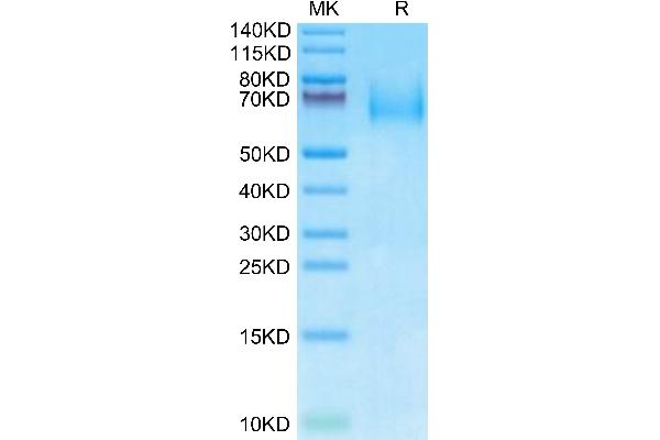 IL23R Protein (AA 24-355) (His tag)