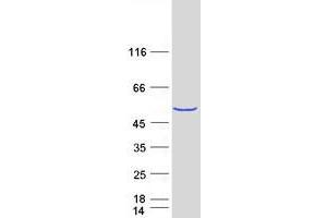 Validation with Western Blot